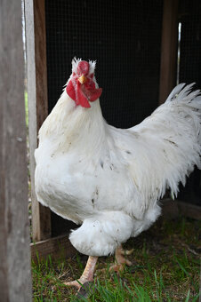 Oravka biela kohút - 2