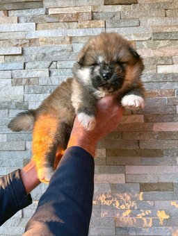 Akita Inu s PP - rodokmen FCI - 2