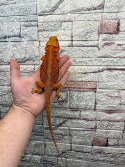 Agamky bradate  Extreme red - 2