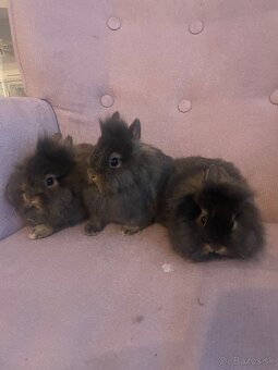 Zakrslý králik s Teddy génom - 2