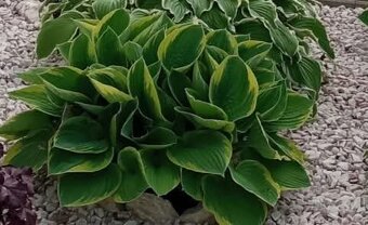 Hosta koreň,funkia , bohyska, - 2