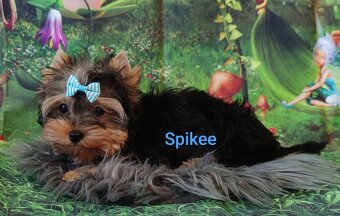 Jork, york, yorkshire, biewer merle s PP - 2