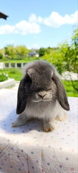 Mini lop - 2