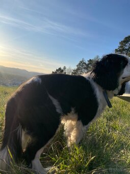 Cavalier king Charles spaniel - 2