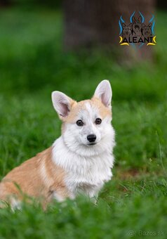 šteniatko corgi (fenka) – bez chvostíka - 2
