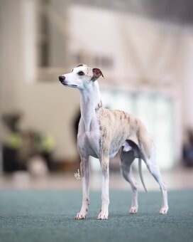 Whippet s PP - 2