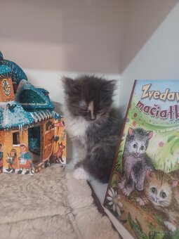 Ragdoll mačička - 2