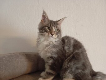Mainska mývalia, maine coon, MCO - 2