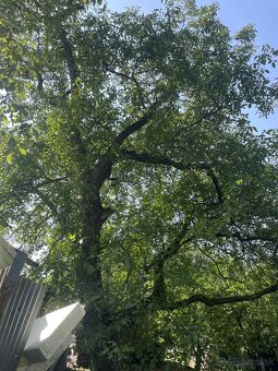 Orechove drevo - 2