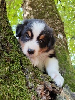 Steniatka - australsky ovciak - pedigree - 2