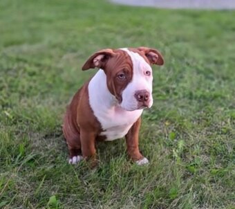 Predám American Bully -Lady Winner(5 mesiacov) - 2