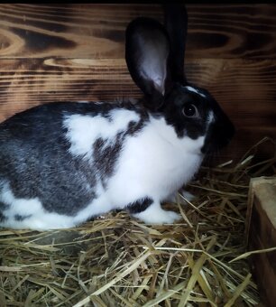 Králiky samce samice - 2