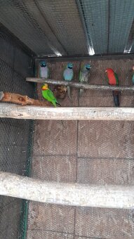 Alexander činsky - 2