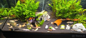 zlaté prisavniky - 2