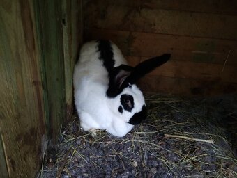 Belgický obor a Nos - 2