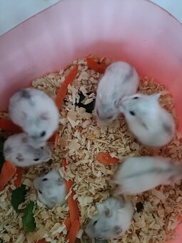 Škrečok džungársky - 2