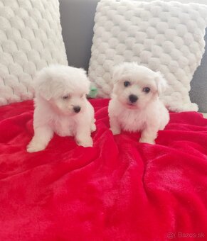 Maltezsky psík, maltezák, maltez - 2