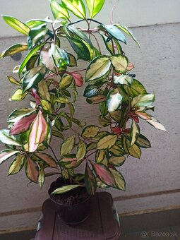 Voskovka - hoya tricolor - 2