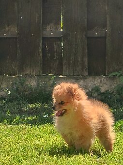 Oranžový špic- Typ Pomeranian - 2