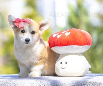 šteniatko corgi s PP fenka - 2