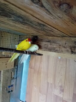 Kakariky - 2