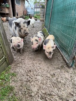 Gottingenske mini prasiatka - 2