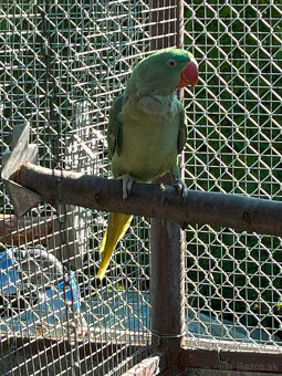 Alexander Veľký - 2