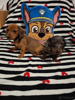 Trpasličí jazvečík - 2