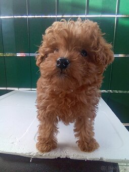 Toy pudel . pudlik - 2