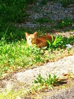 DARUJEM KRÁSNEHO KOCÚRIKA DO DOBRÝCH RÚK - 2
