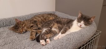 Kocúrik Šimon, Mačička Sabina, Mačička Suri - 2