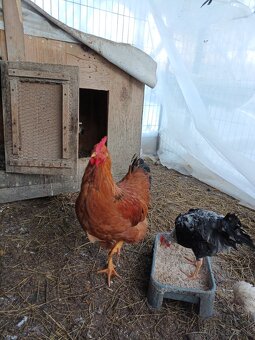 Predám kohúta hempšir - 2