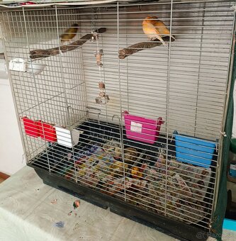 Klietka s kanarikmi - 2