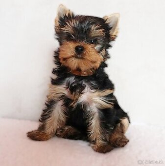 Yorkshire Terrier, York, Jork, Yorkshirsky teriér, šteniatka - 2