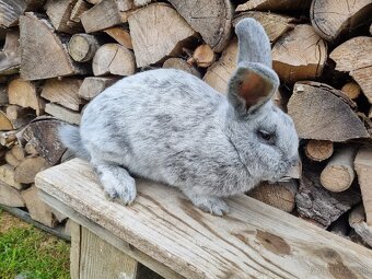 Králiky veľký svetlý strieborný (VSS) - 2