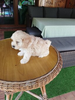 maltipoo - 2