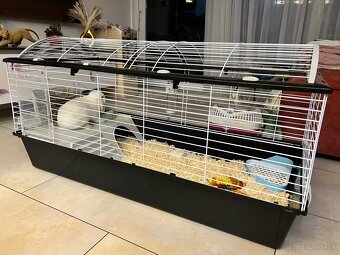 Predam bieleho zajaca Mini lop + full vybavenie - 2