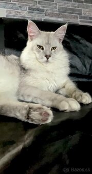 mainska myvavia kocur adopcia - 2