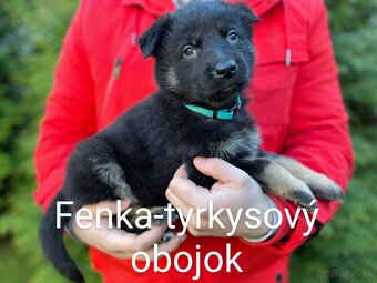 Nemecký ovčiak-fenky - 2