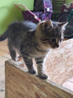 Darujem dve mačiatka - 2