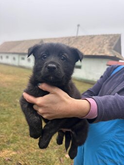 Darujem šteniatka - 2