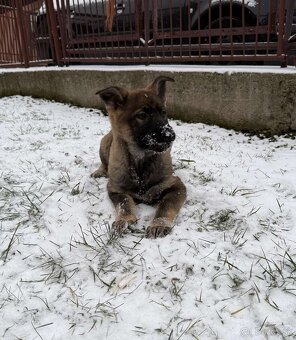 Nemecký ovčiak - 2