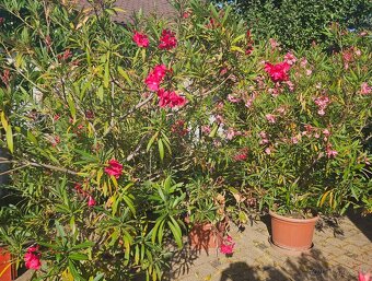 Predám oleandre - 2