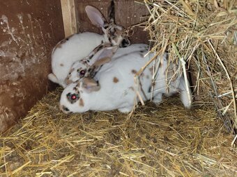 Dalmatinsky rex samec - 2