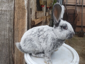 Veľký svetlý strieborný - samice - 2