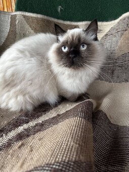 Ragdoll kocúrik - 2