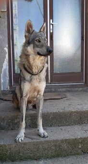 Ceskoslovenský vlčiak-šteniatka - 2
