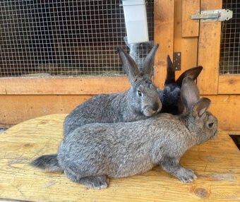 Predám krížené králiky - 2