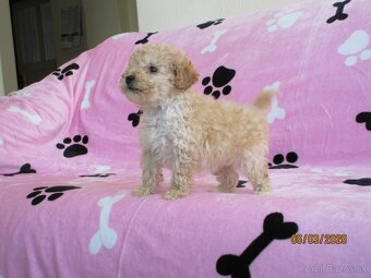 Pudel toy apricot white - 2