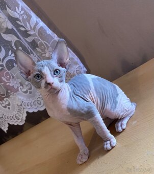 Don Sphynx - 2